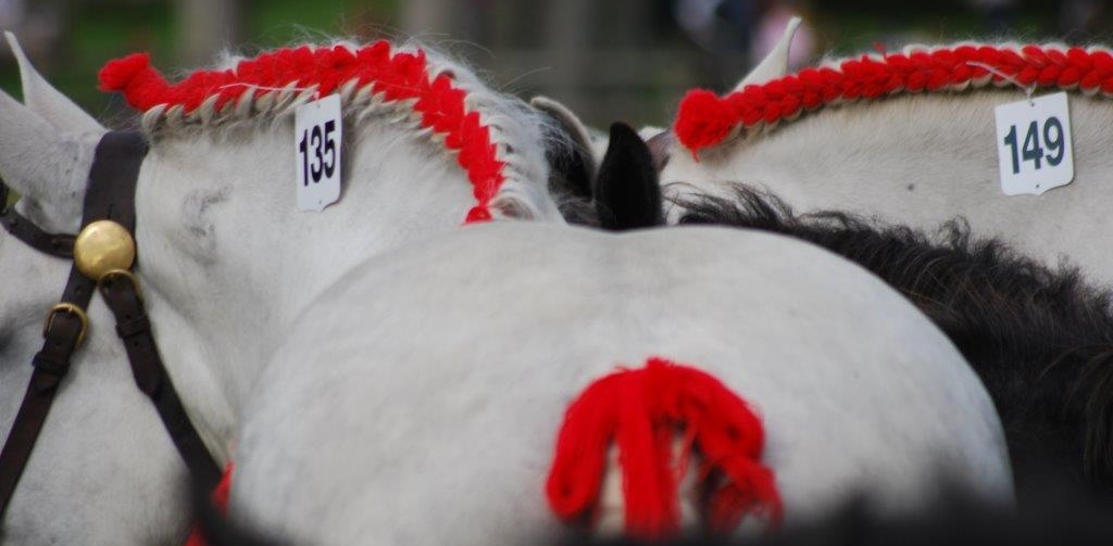 Championnat de France Percherons