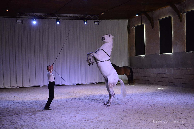 spectacle, dressage en liberté, Haras du Pin, manège, artiste, chevaux, lusitanien