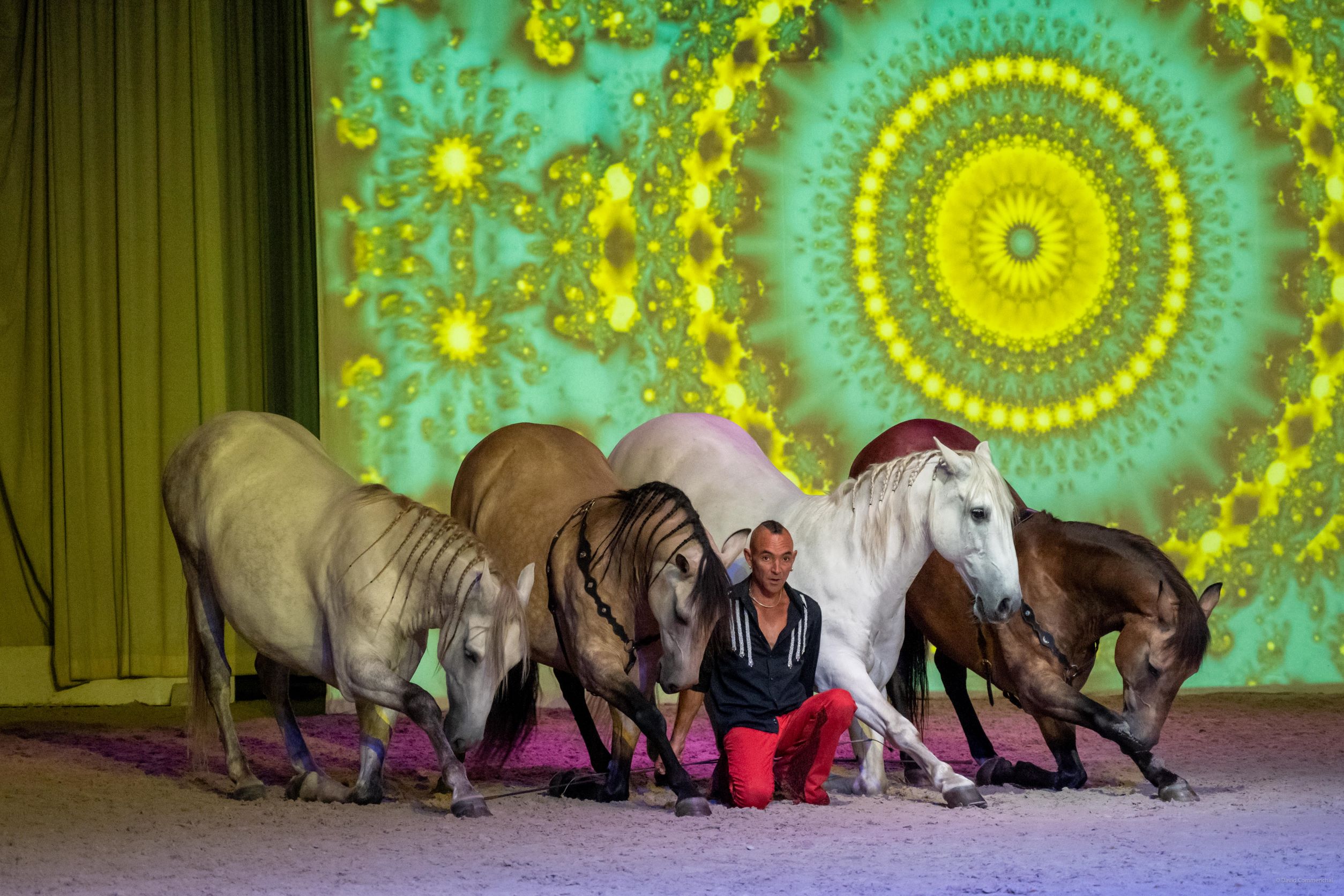 spectacle équestre